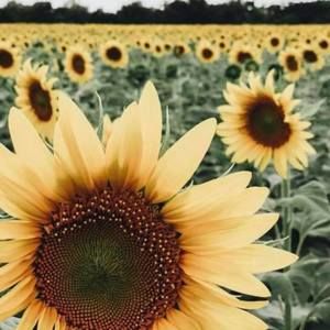 Meet your Posher, Deb